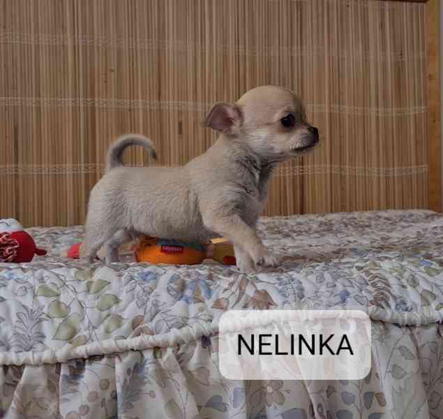 Čivava bez pp  - foto 1