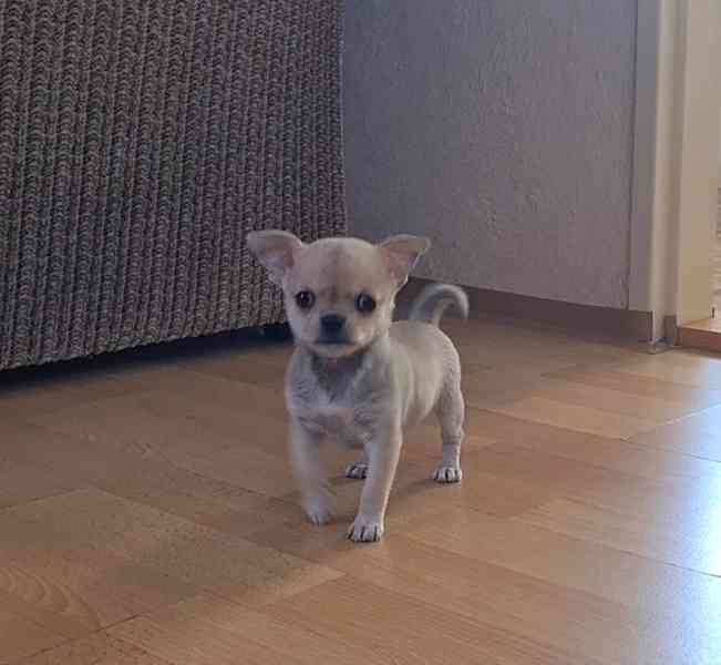 Čivava bez pp  - foto 5