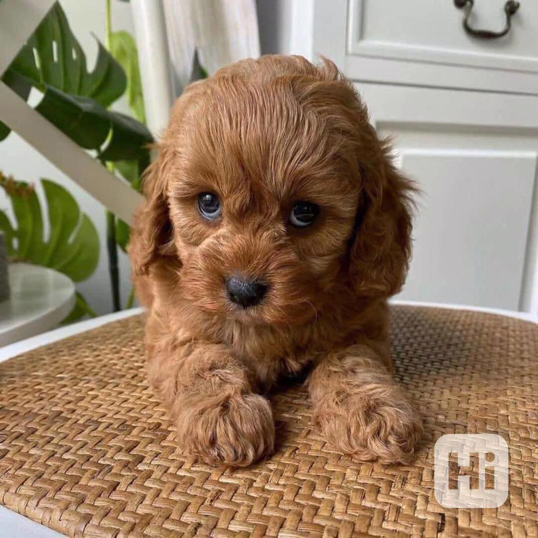 Pes a fenka štěňata cavapoo - foto 1