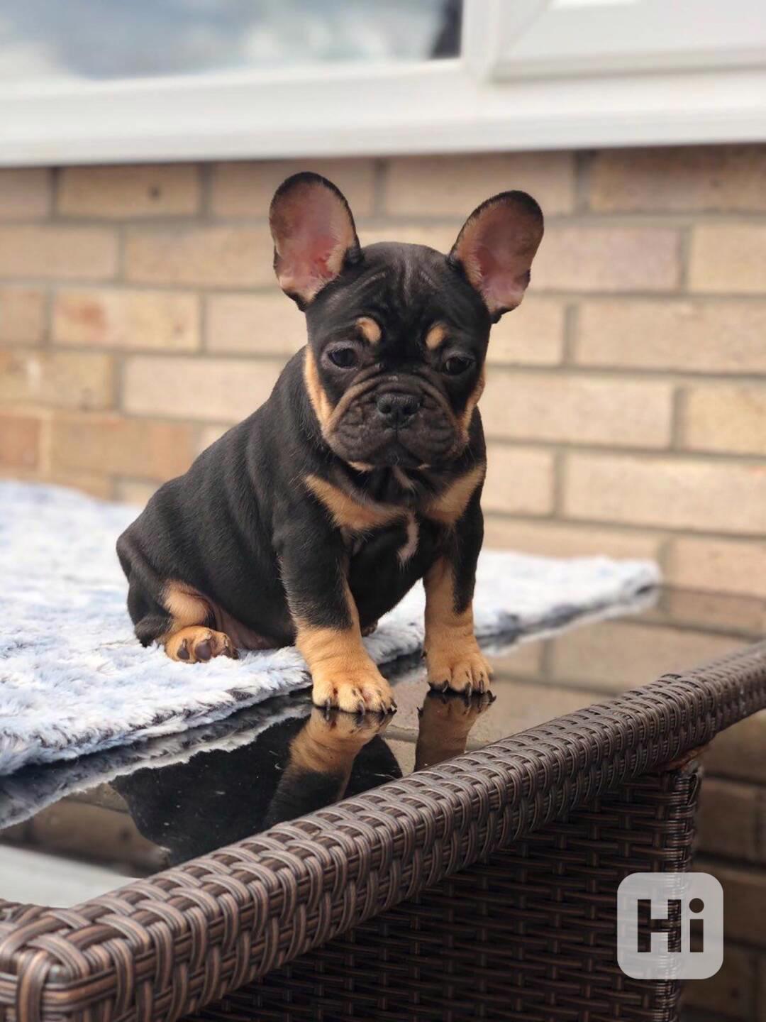 Roztomilá štěňata francouzského buldočka - foto 1