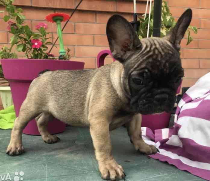 Roztomilá štěňata francouzského buldočka - foto 2
