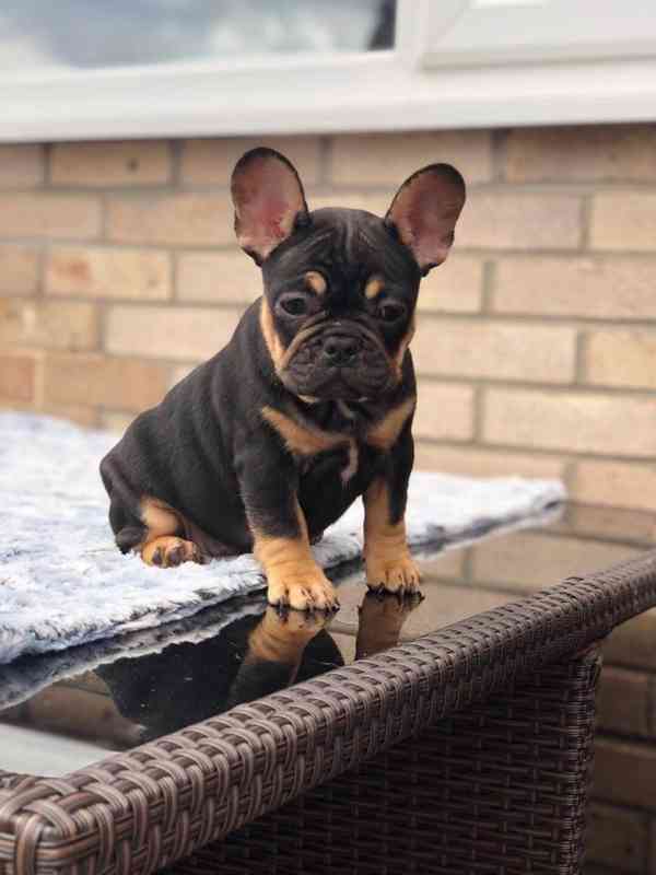 Roztomilá štěňata francouzského buldočka