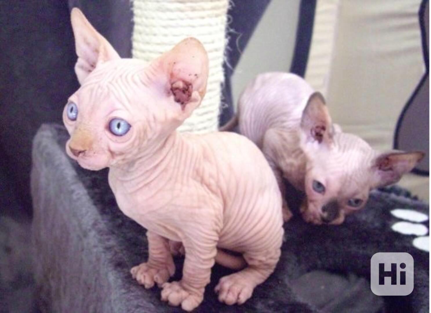 Koťata Sphynx - foto 1