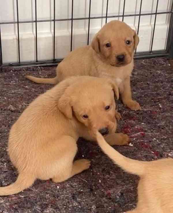 Registrovaný chovatel* Fox red & Gold Labradors 🐶 - foto 4