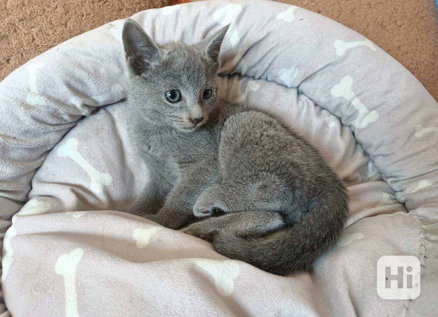 Ruská modrá  - koťata bez pp - foto 1