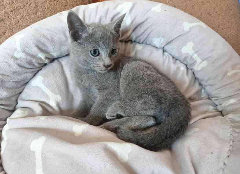 Ruská modrá  - koťata bez pp - foto 1