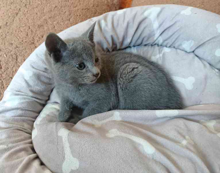 Ruská modrá  - koťata bez pp - foto 2