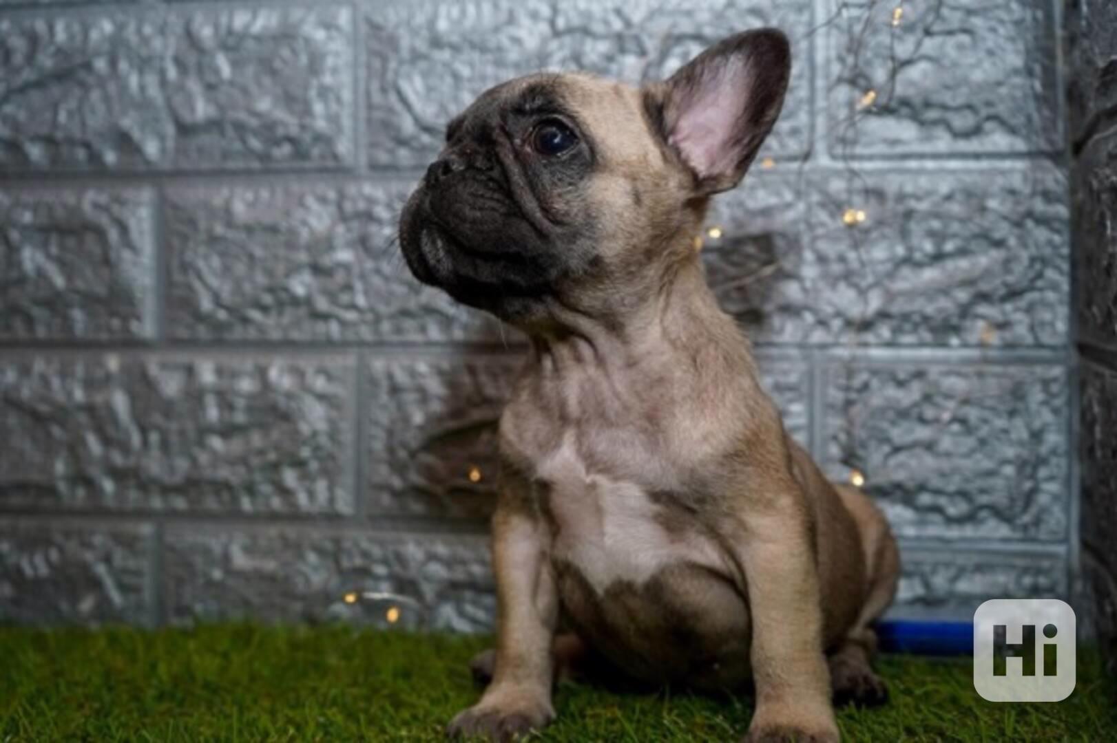 Francouzský buldoček - foto 1