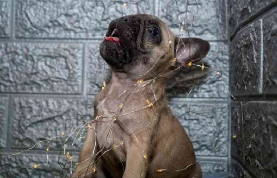 Francouzský buldoček - foto 3