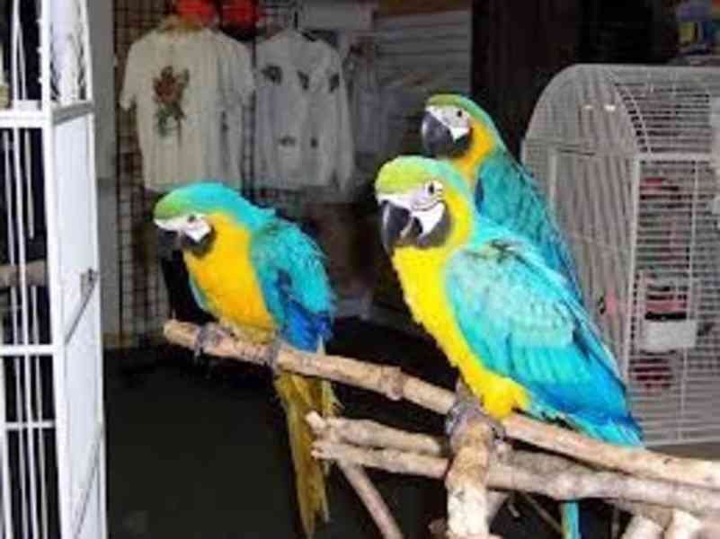 Krásné páry modrých a zlatých papoušků ara