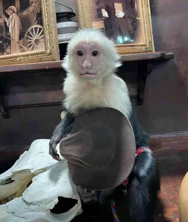  Samec a samice mláďat kapucínských opice