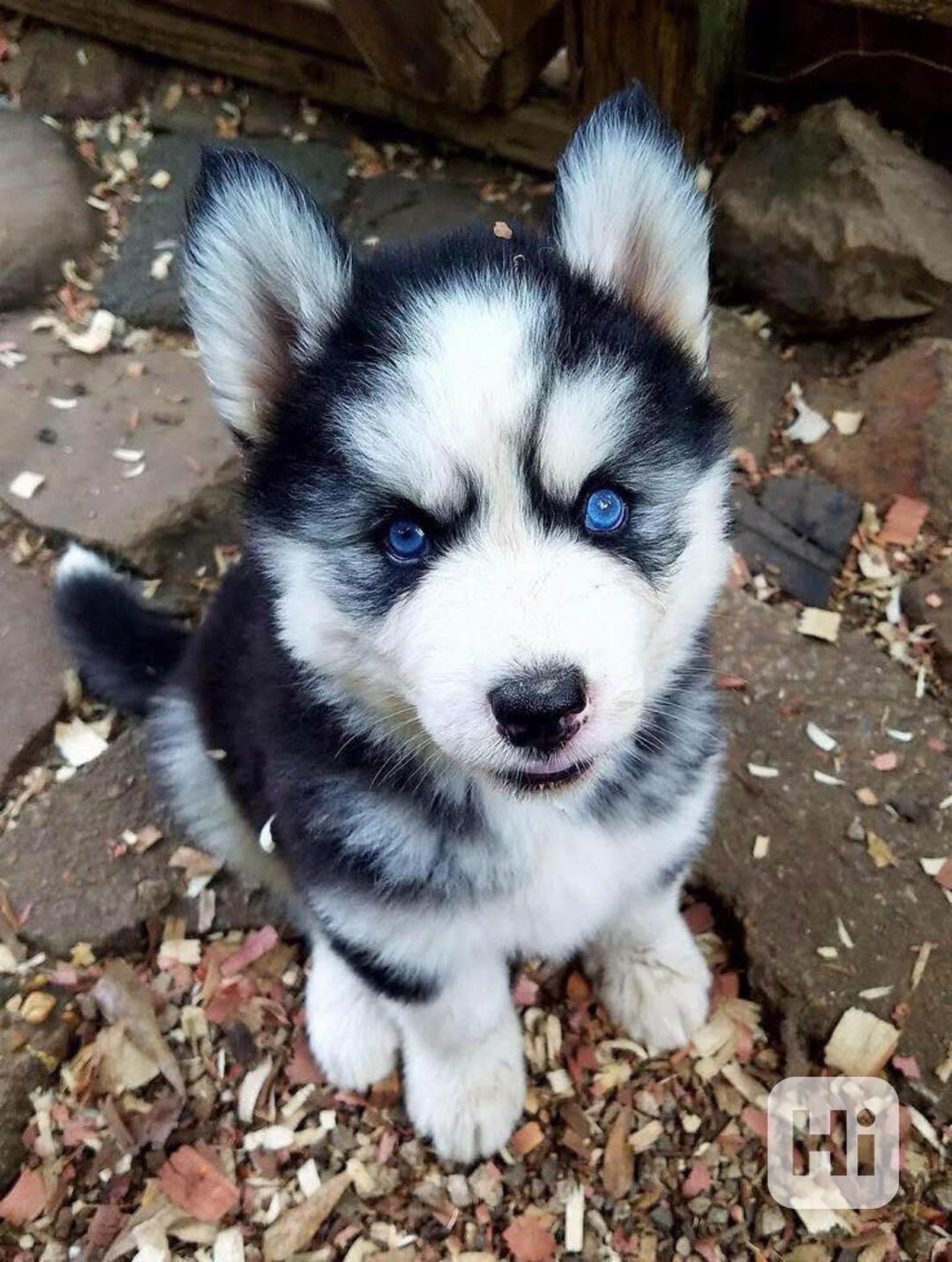 Krásná štěňátka sibiřského huskyho - foto 1