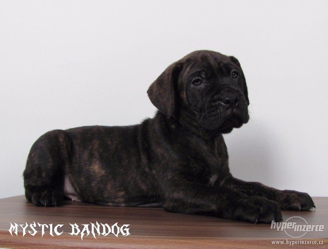 Americký bandog - štěňátka - foto 1