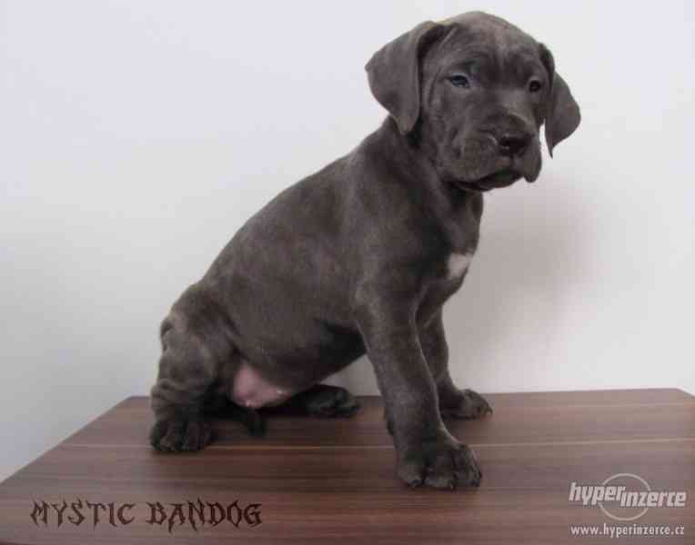 Americký bandog - štěňátka - foto 2