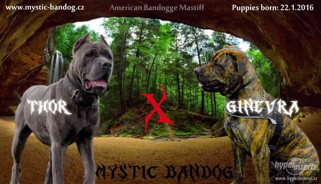 Americký bandog - štěňátka - foto 4