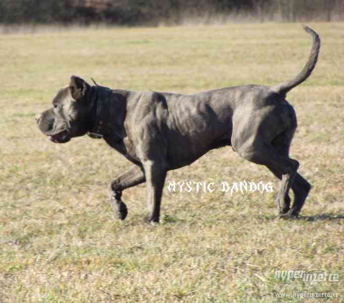 Americký bandog - štěňátka - foto 5