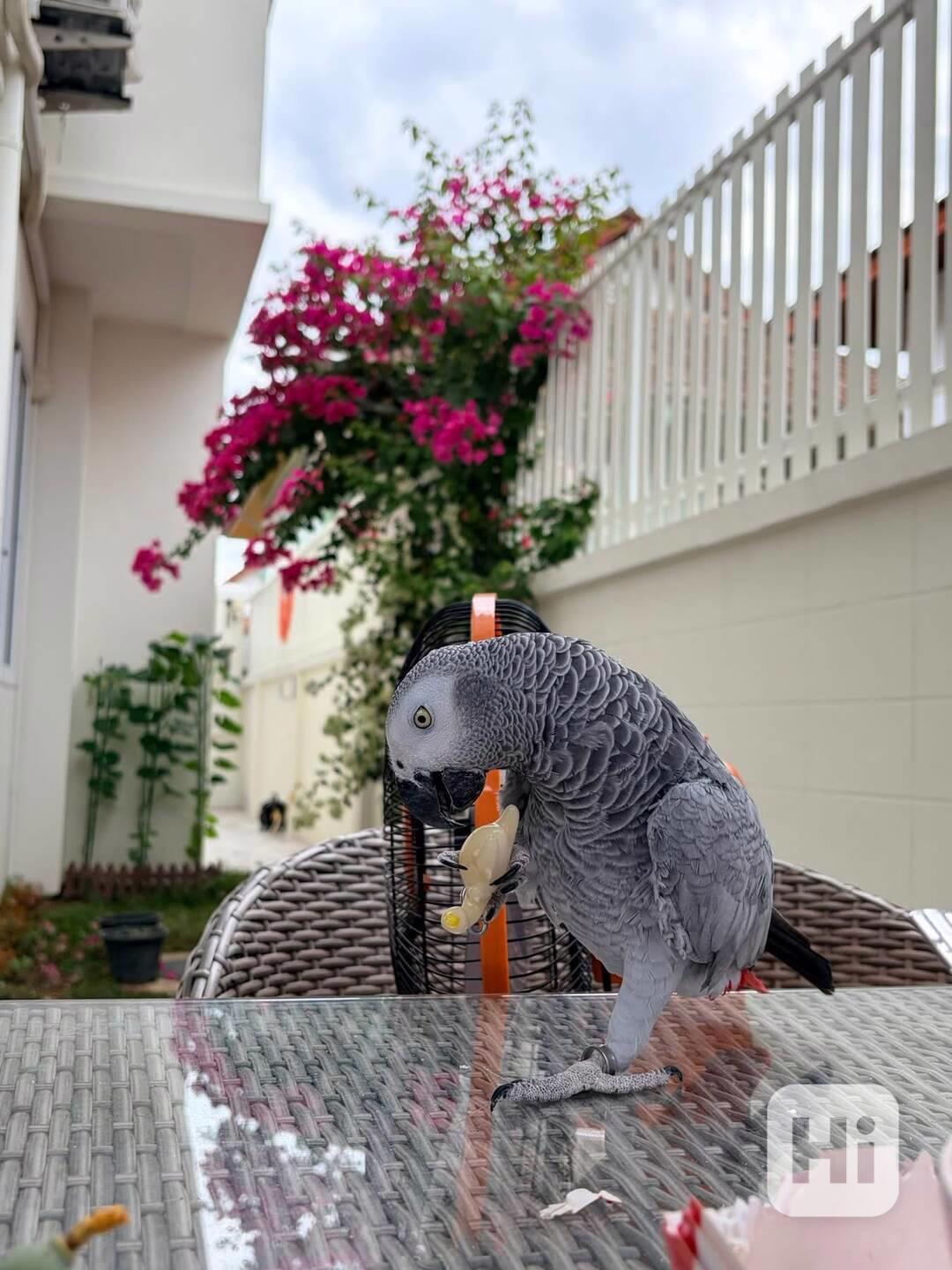 Prodám papouška šedého. - foto 1