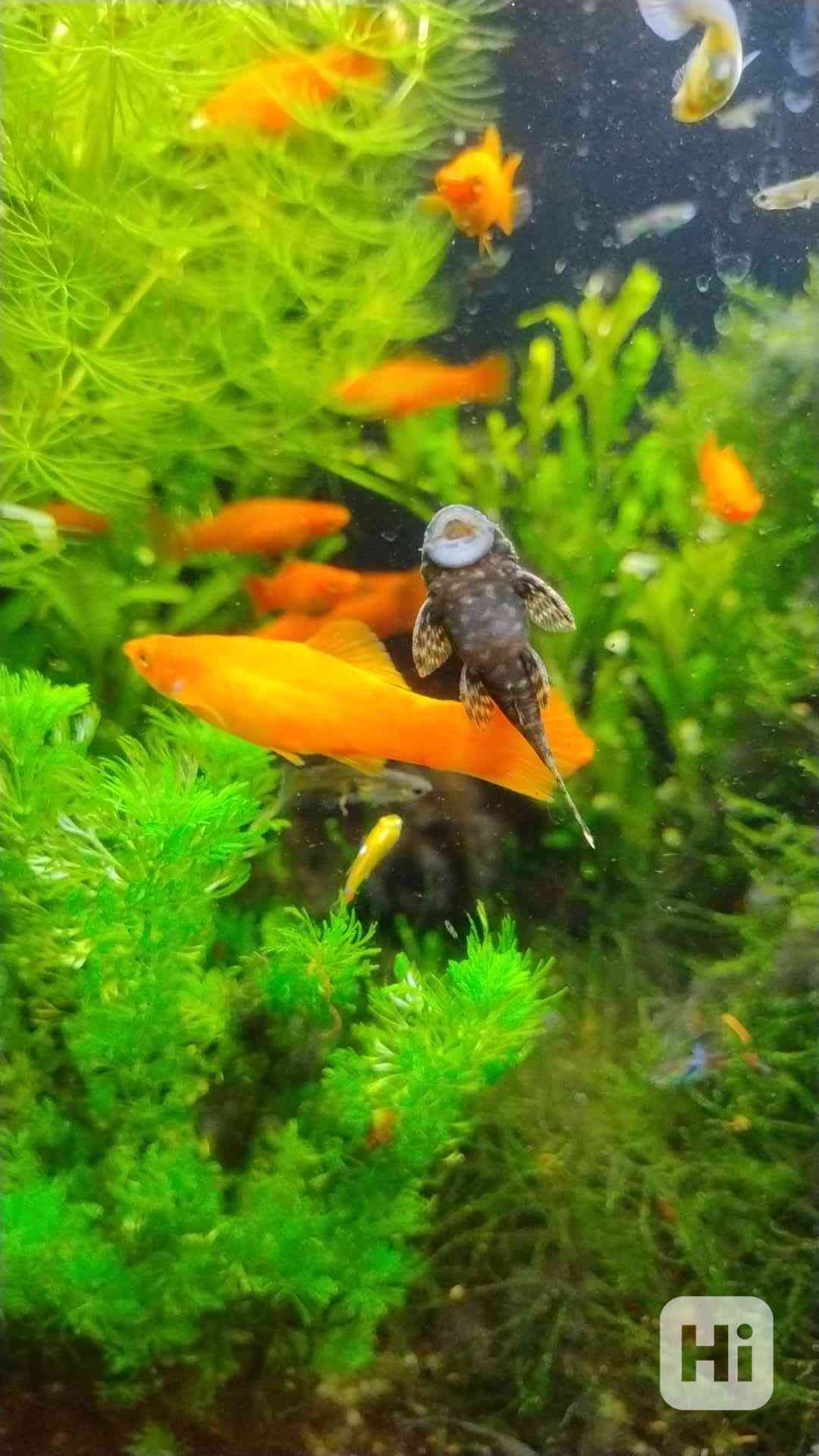 Akvarijní rybičky  - foto 1