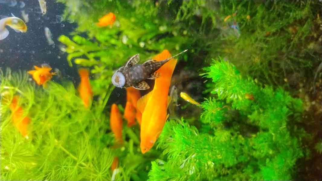 Akvarijní rybičky  - foto 1