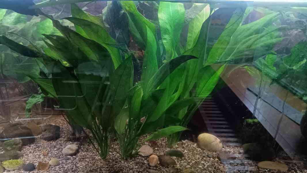 Akvarijní rybičky  - foto 2
