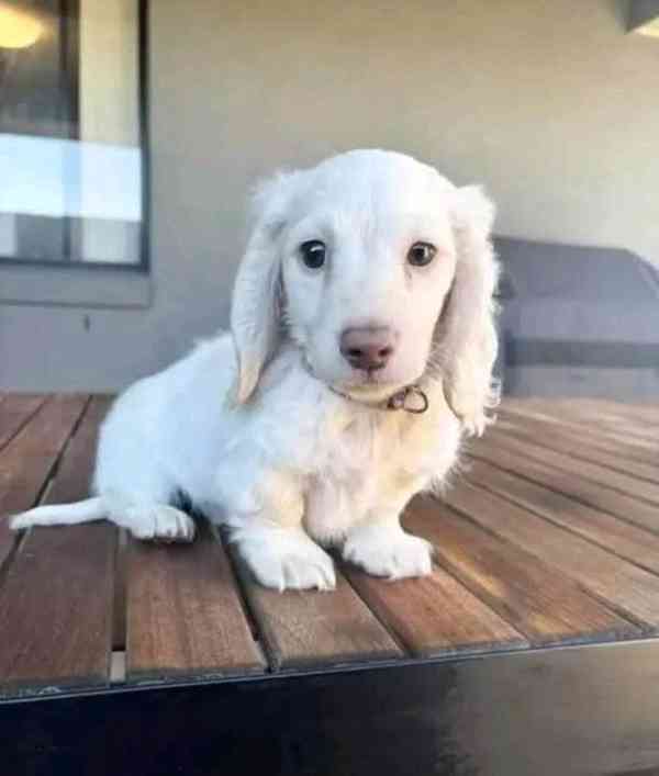 Milovníci jezevčích štěňat - foto 4