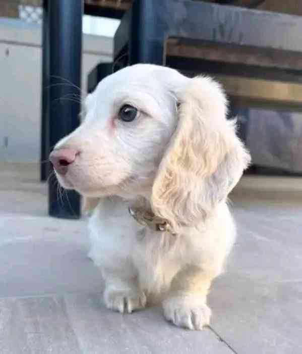 Milovníci jezevčích štěňat - foto 3