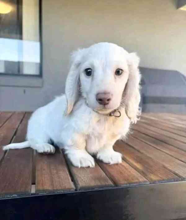 Milovníci jezevčích štěňat - foto 2