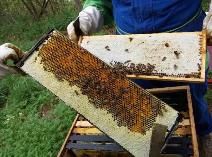 Plastové včelí rámky Langstroth 2/3 - foto 9