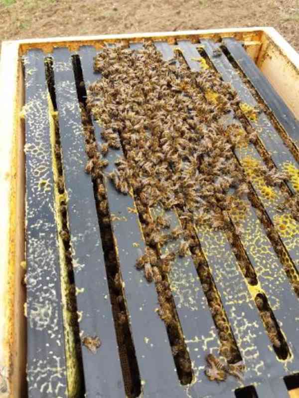 Plastové včelí rámky Langstroth 2/3 - foto 7
