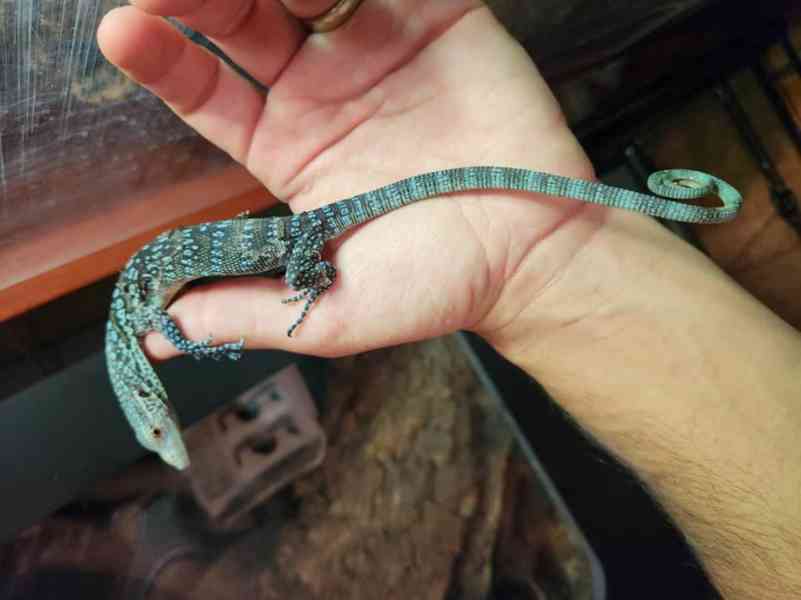 0.0.1 Varanus macraei