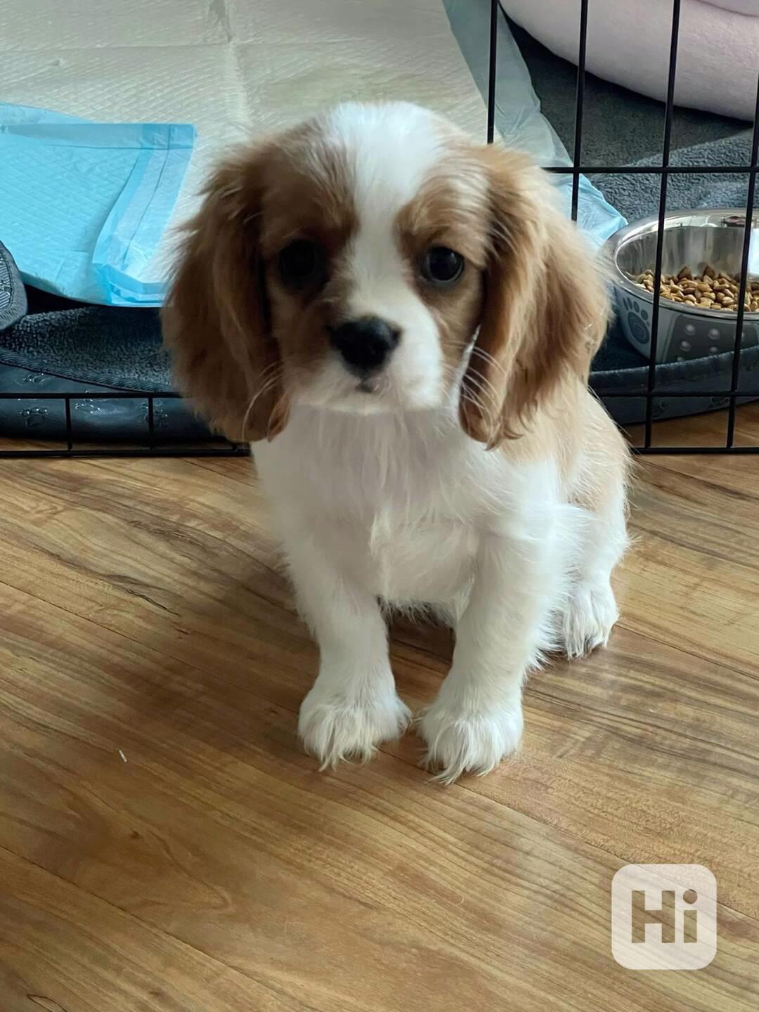 Volná štěňata kavalír King Charles španěl k adopci   - foto 1