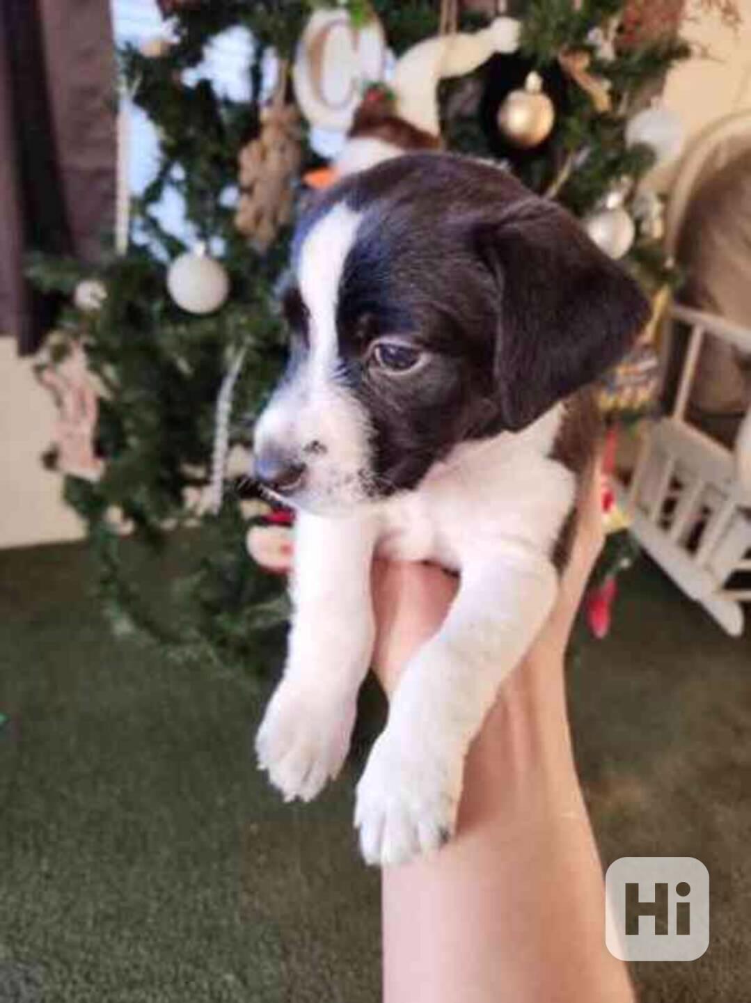 Milující Jack Russell teriéři k adopci. - foto 1