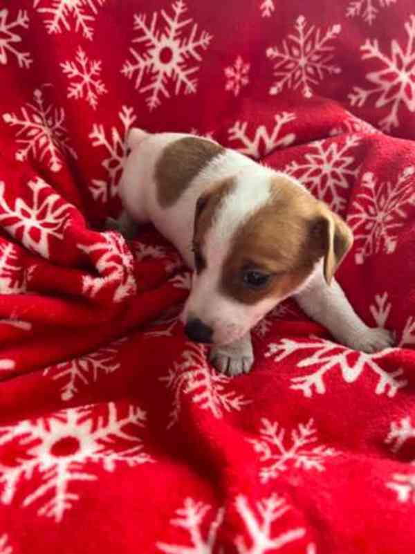 Milující Jack Russell teriéři k adopci. - foto 3