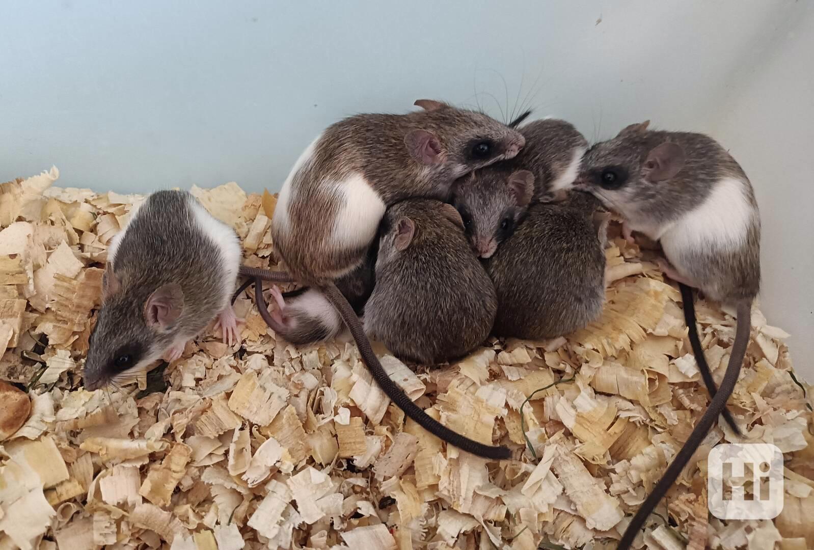 Krysa akáciová - foto 1