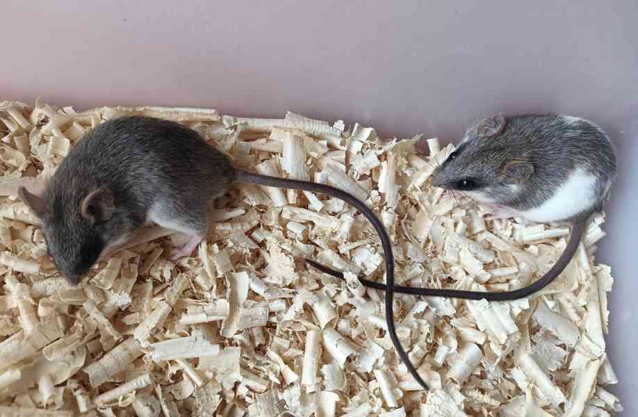 Krysa akáciová - foto 3