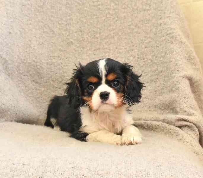 Kavalír King Charles španěl fenka s PP k odběru - foto 2