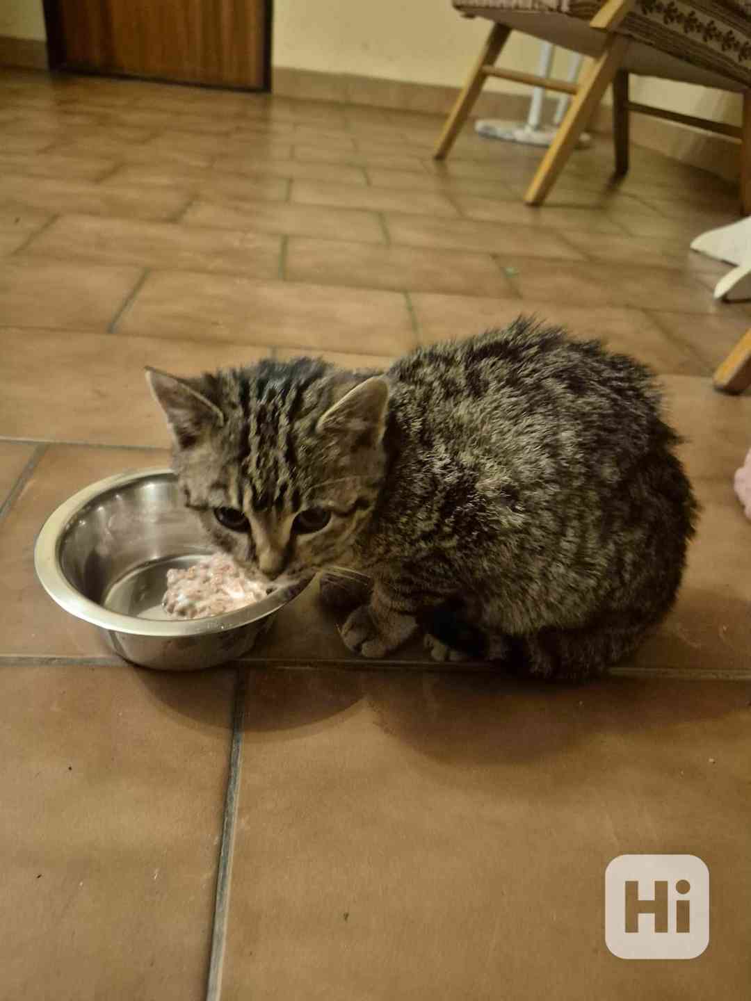 Vánoční tuláček - foto 1