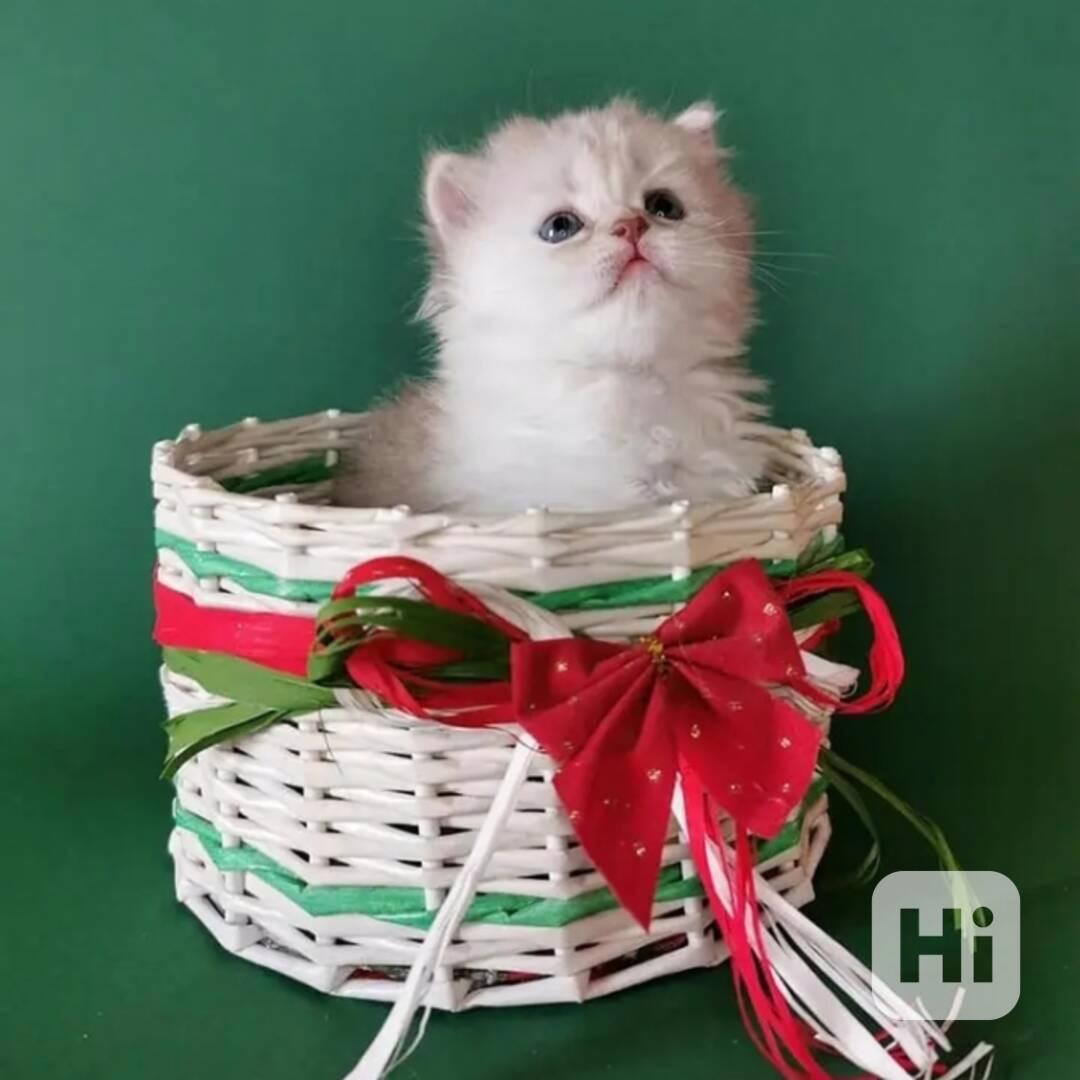 Rozkošná perská koťátka k dispozici - foto 1