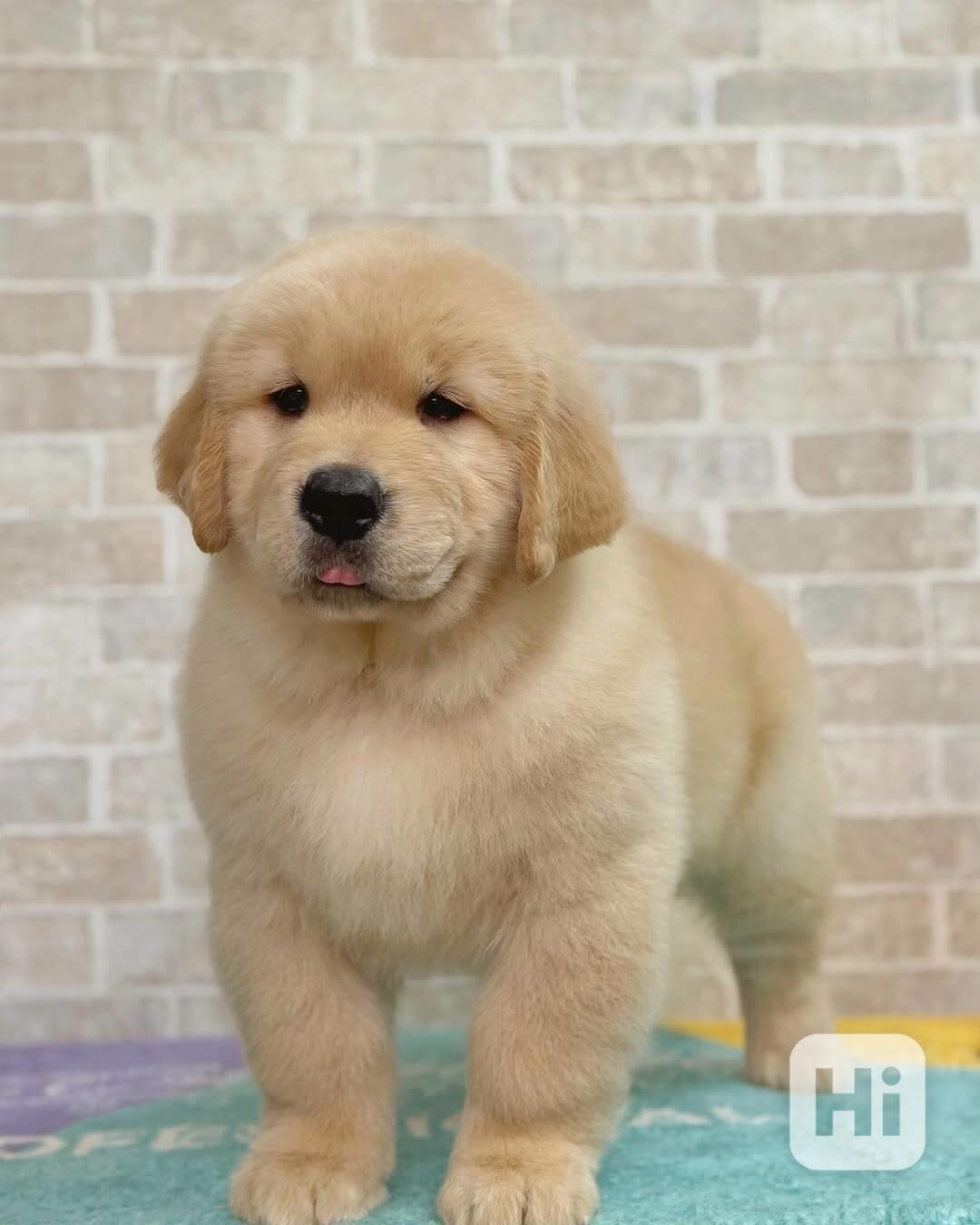 štěně zlatého retrívra k adopci - foto 1