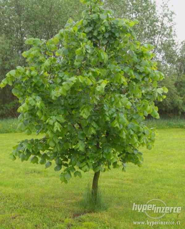 Lípa malolistá srdčitá - zasaďte památný strom saz.30-40cm - foto 2