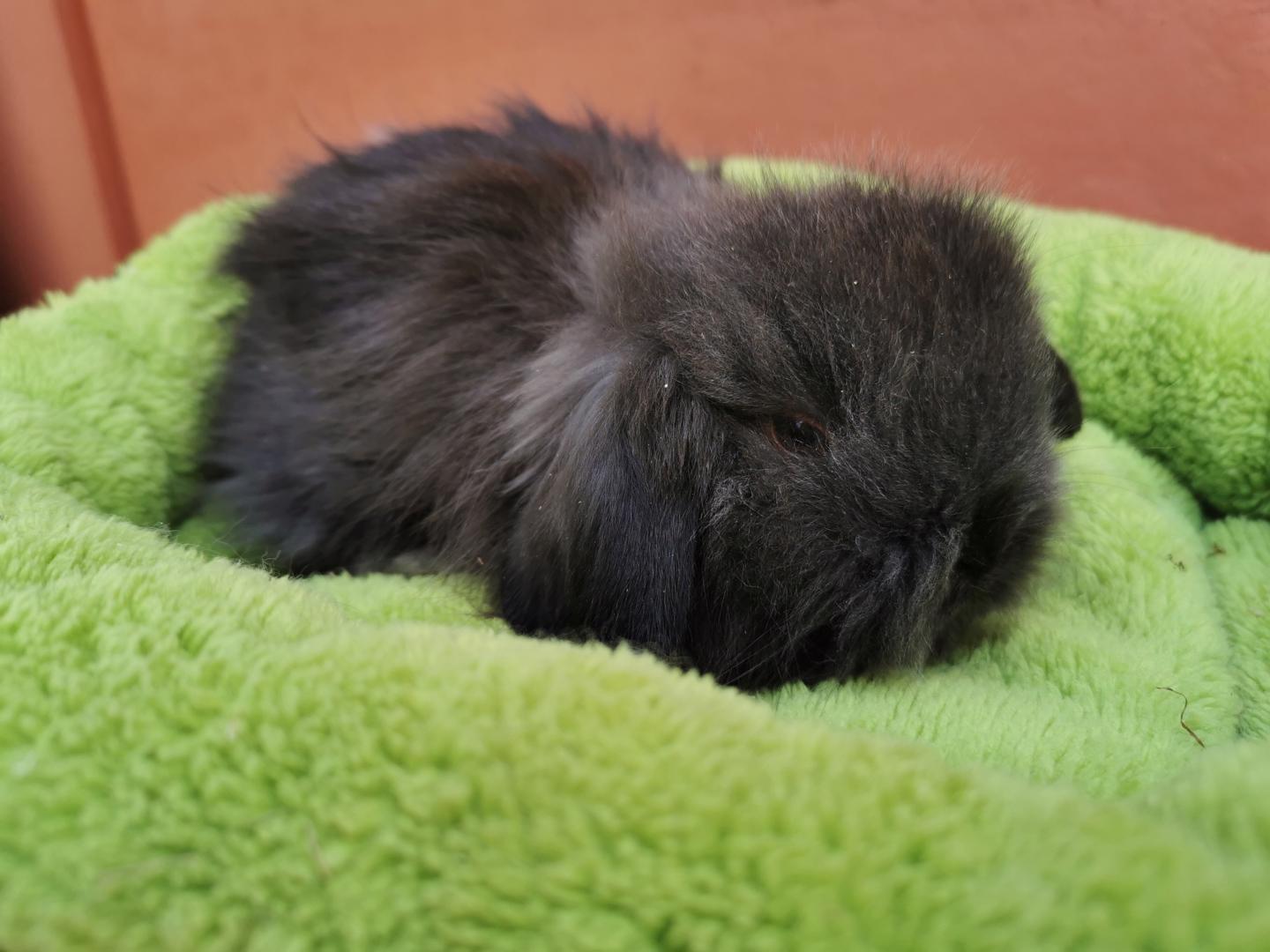 Teddy beránci s rodokmenem  - foto 1