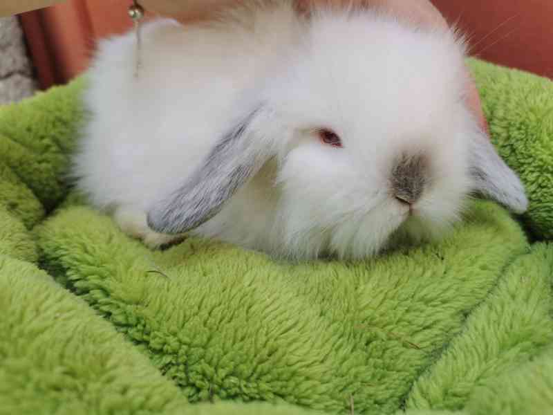 Teddy beránci s rodokmenem  - foto 3