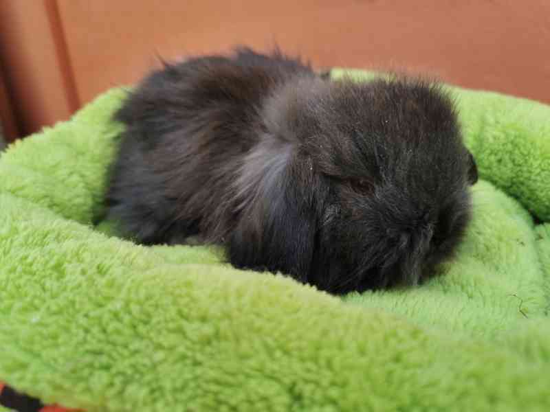 Teddy beránci s rodokmenem  - foto 4