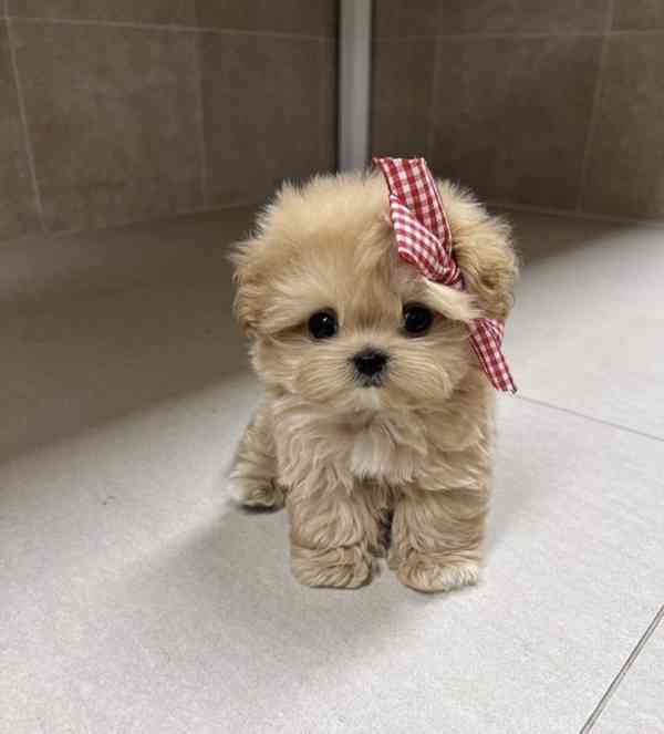 Dárek zdarma krásná štěňátka pudl k adopci zdarma   - foto 1