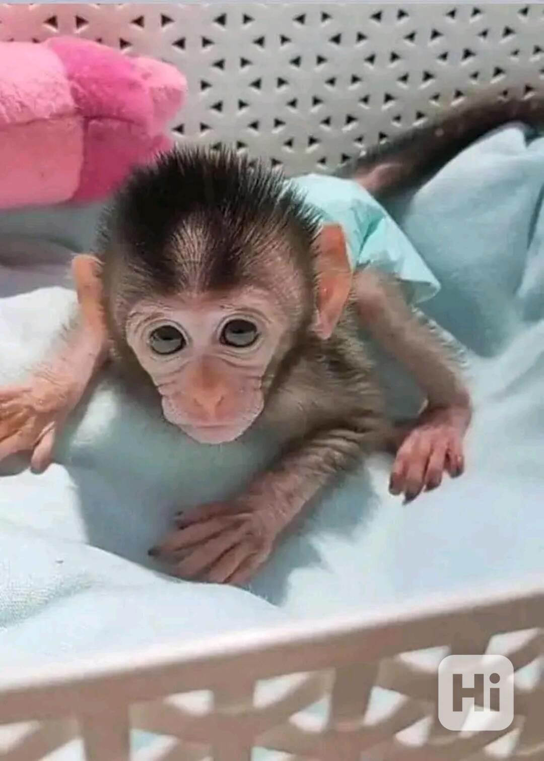  Super jemné kapucínky - foto 1