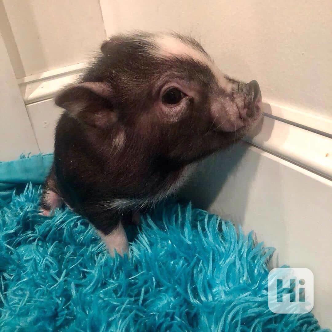 Krásná, zdravá prasata k prodeji  - foto 1