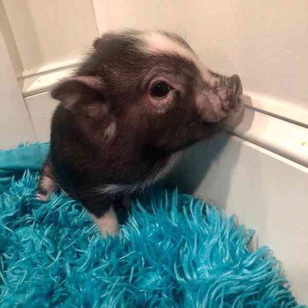 Krásná, zdravá prasata k prodeji 