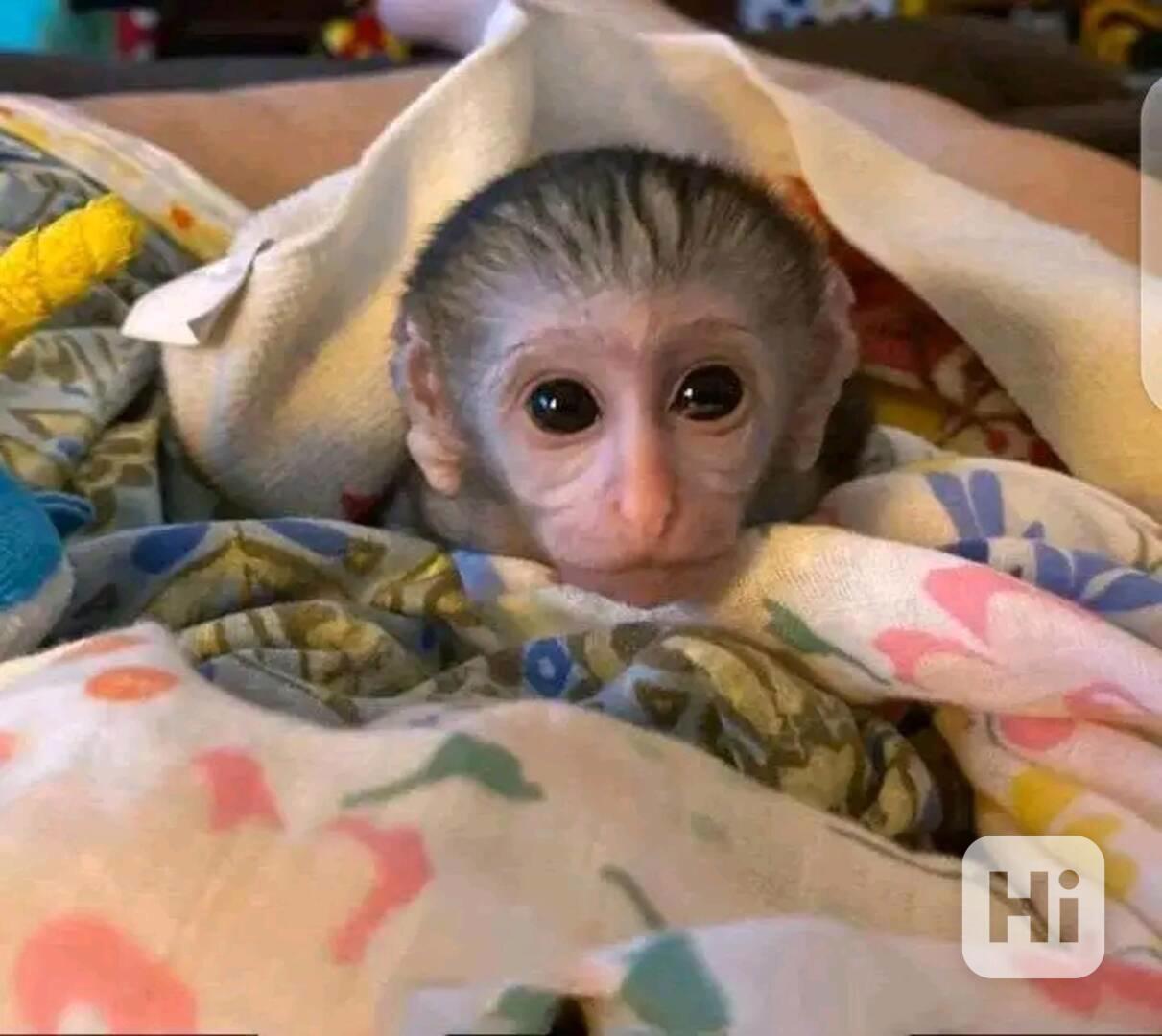  Registrovaní kapucíni s kontrolovaným zdravím acl - foto 1