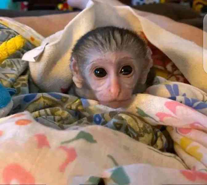  Registrovaní kapucíni s kontrolovaným zdravím acl