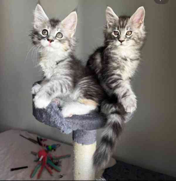 Pes a samice plemene Maine Coon Tica, registrovaní a aktivní - foto 1